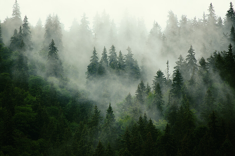 Ein Wald umhüllt von Nebel.