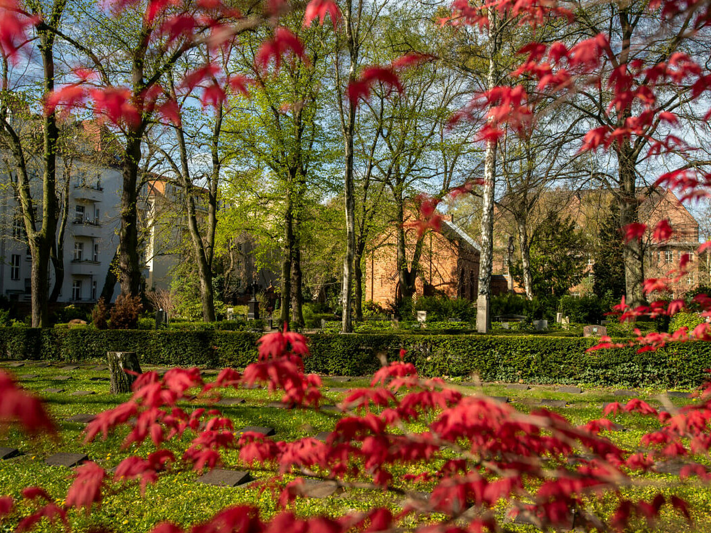 Bild zeigt Blumenwiese auf dem Friedhof Stubenrauchstraße.