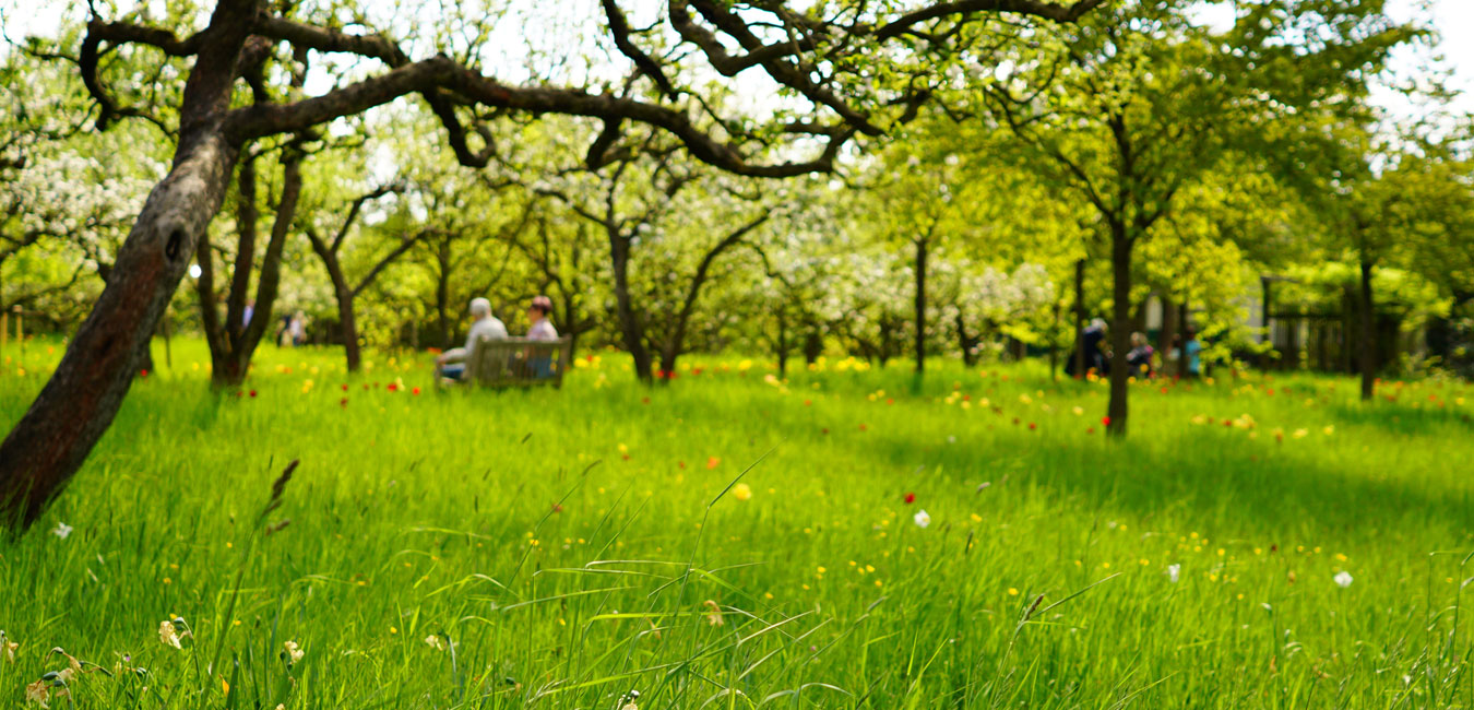 Eine grüne Wiese in einem Berliner Park