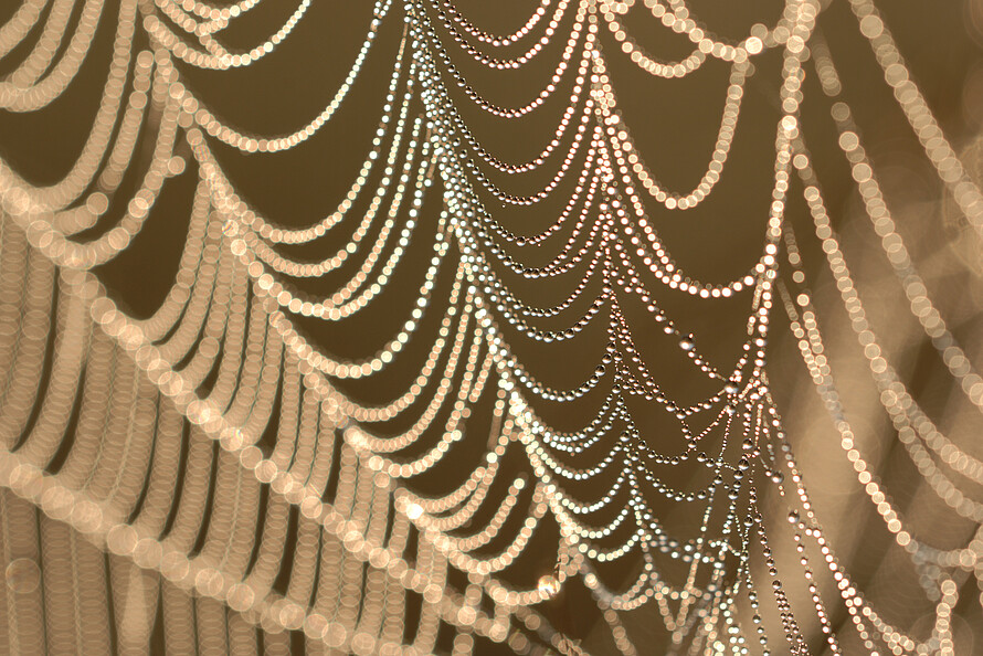 Spinnennetz vor dunklem Hintergrund mit zahlreichen feinen Kammern im Detail.