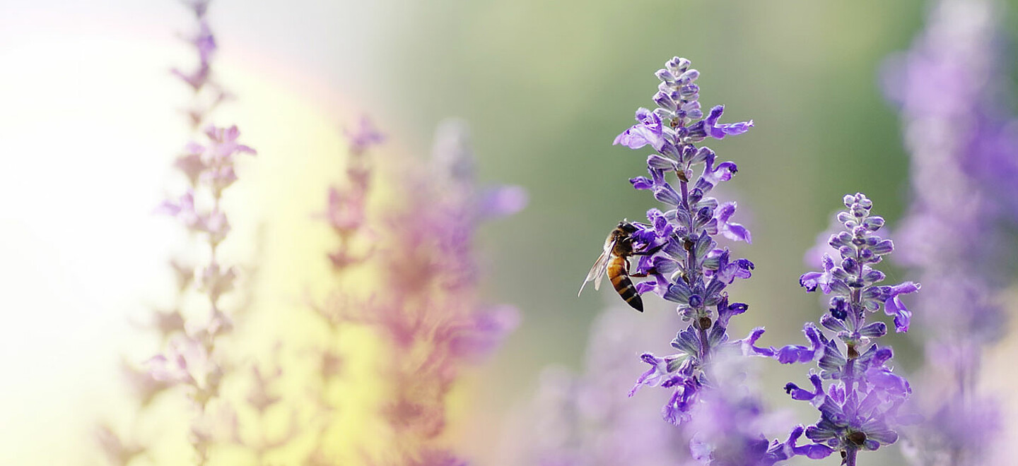 Eine Biene saugt Nektar aus dem Stempel einer Lavendelblüte.