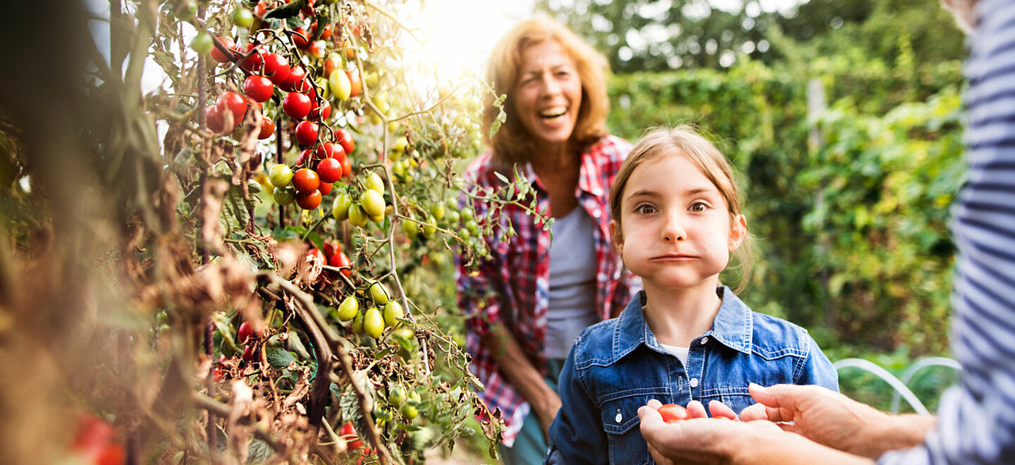 Frau, Mann und Kind stehen lachend im Garten vor einem Tomatenstrauch. Im Zentrum das Kind mit zwei kleinen Tomaten im Mund.