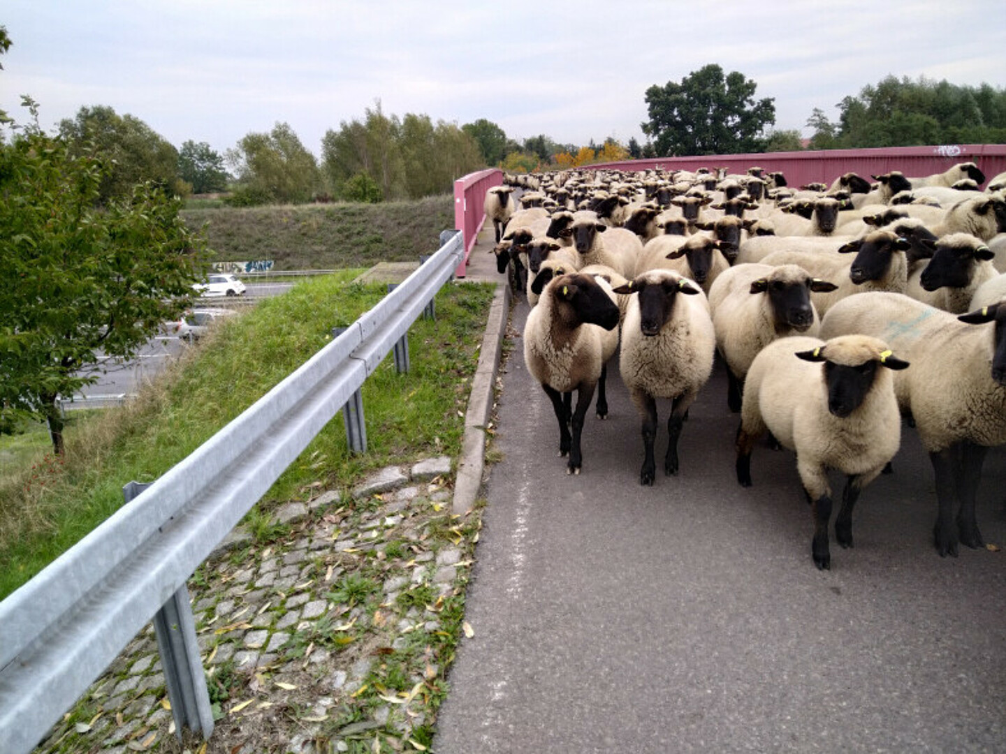 Eine Herde an Schafen, die eine Straße langgeht.