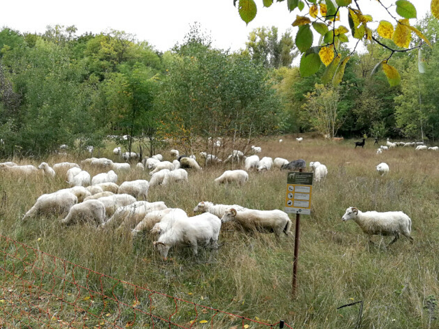 Bild zeigt eine Weide mit vielen Schafen.