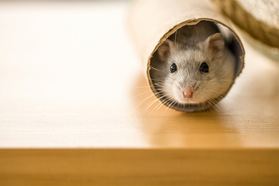 Ein Hamster schaut aus einer Klopapierrolle, die auf einem Tisch liegt.