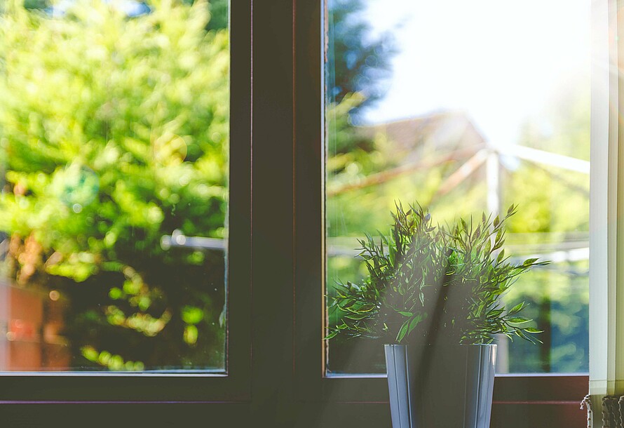 eine Topfpflanze auf dem Fensterbank. Die Sonne scheint von hinter.