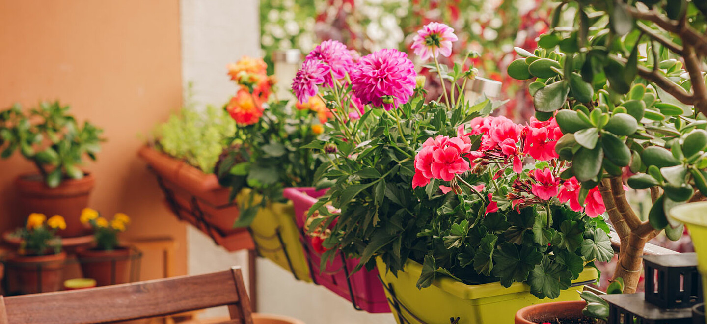 Blumen und Pflanzen auf einem Balkon