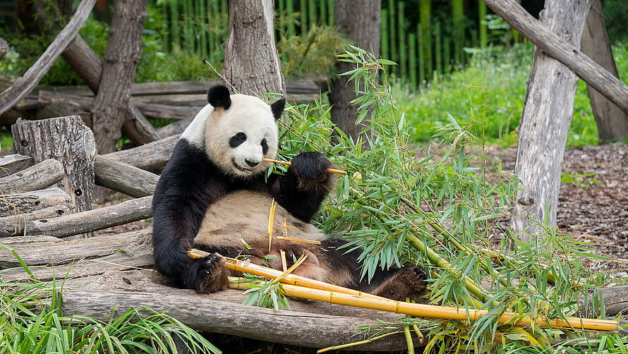 Ein Pandabär sitzt auf Holzstämmen in seinem Gehege und frisst Bambus.
