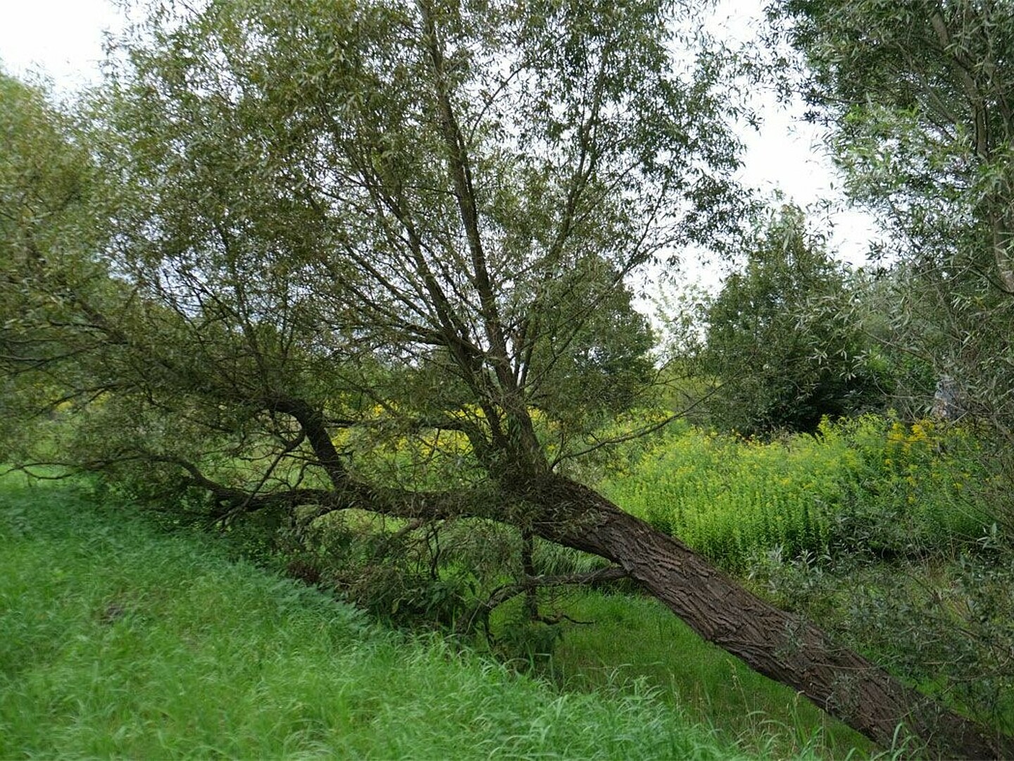 Blick auf eine grüne Wiese mit Bäumen entlang eines Wanderweges