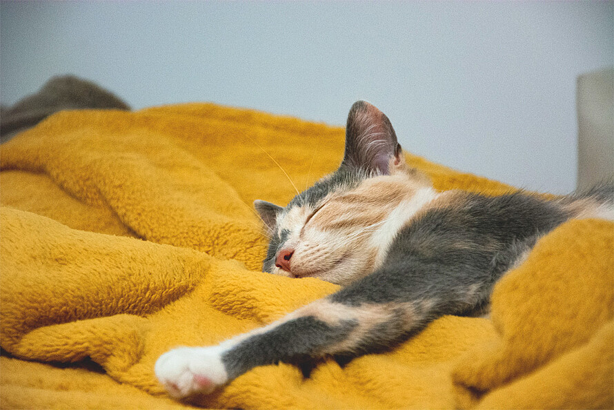 Eine Katze schläft eingekuschelt in eine senfgelbe Decke.
