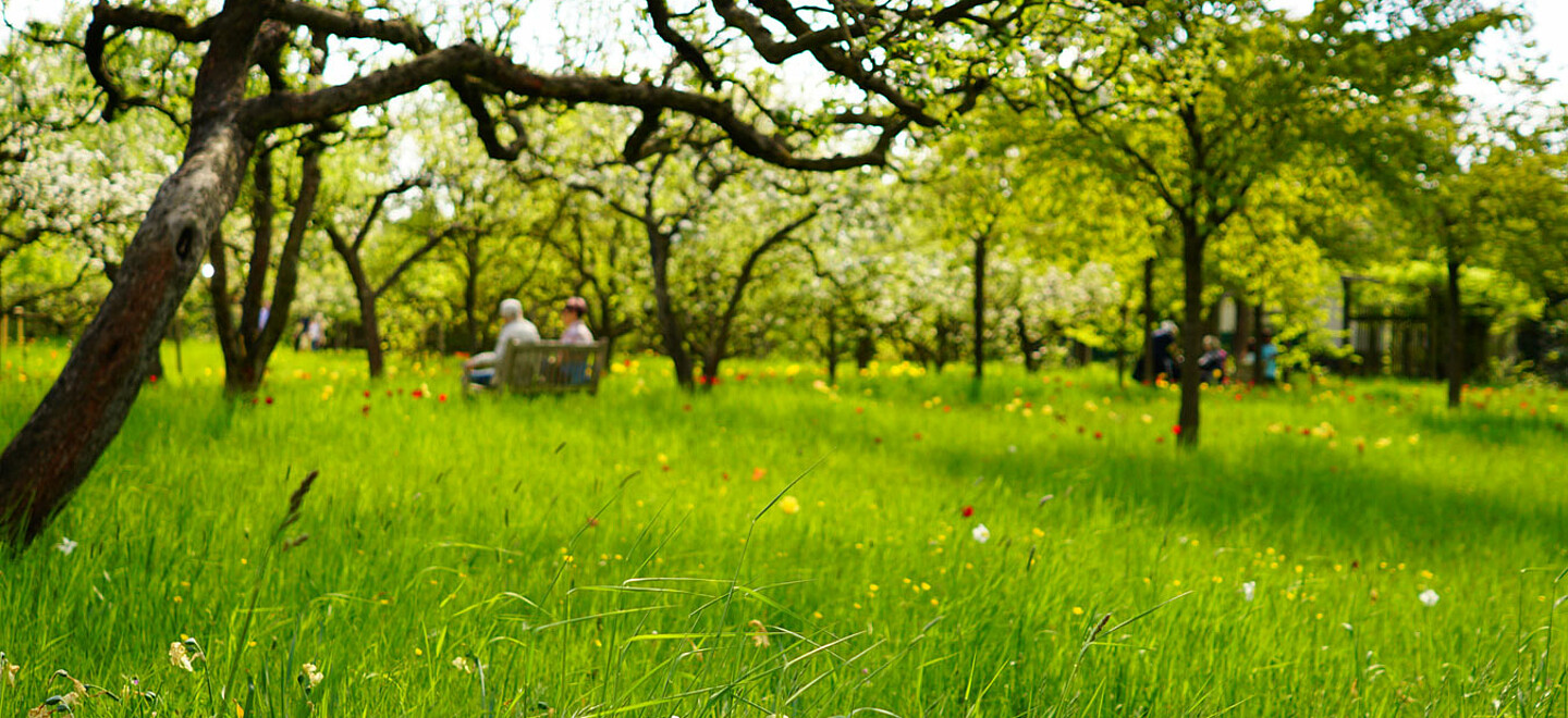 Eine grüne Wiese in einem Berliner Park