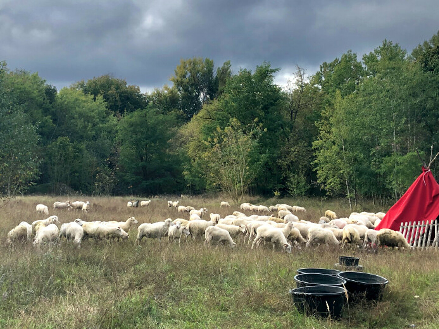 Große Weide mit vielen Schafen