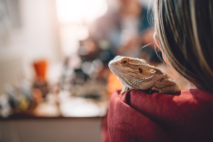 Bartagame sitzt auf der Schulter einer langharrigen Person.