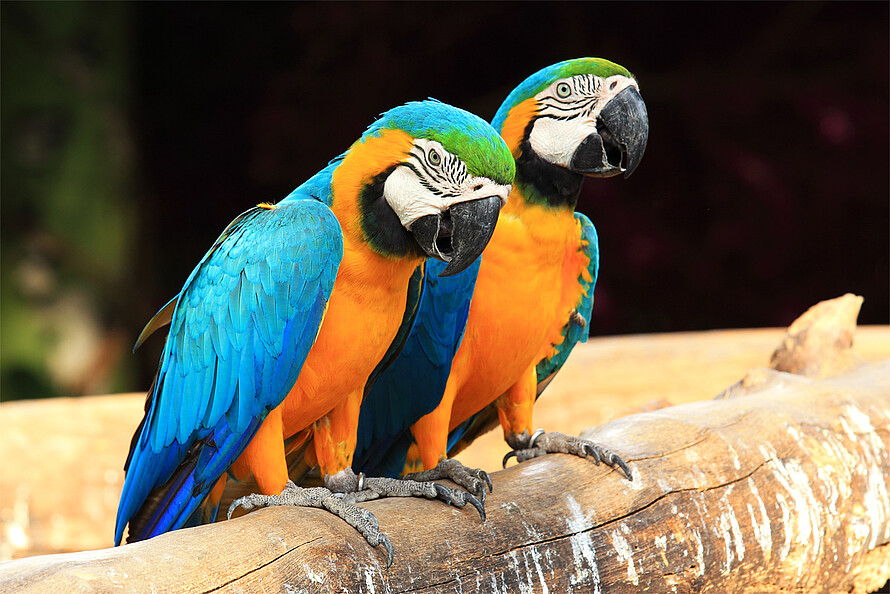 Zwei große, gelb und blau gefiederte Papageien sitzen auf einem Ast.