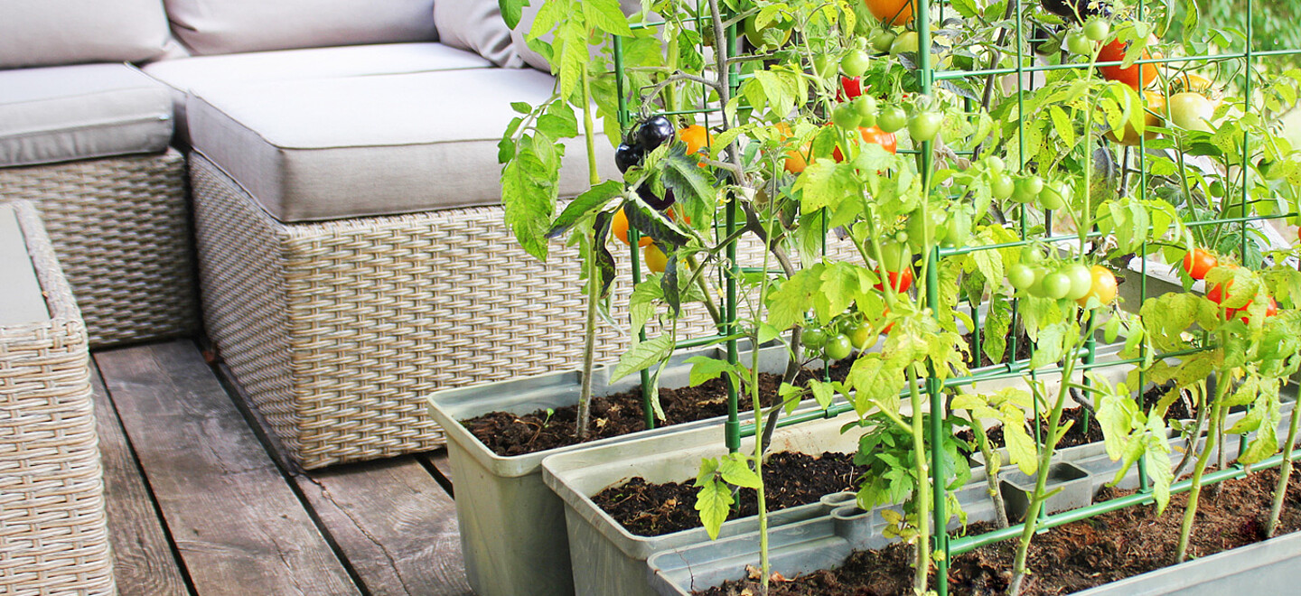 Tomatenpflanzen wachsen auf einem Balkon in die Höhe. Die Sonne scheint und die ersten roten Früchte sind erntereif.