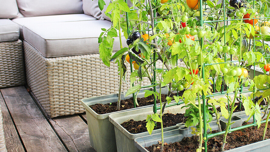 Tomatenpflanzen wachsen auf einem Balkon in die Höhe. Die Sonne scheint und die ersten roten Früchte sind erntereif.