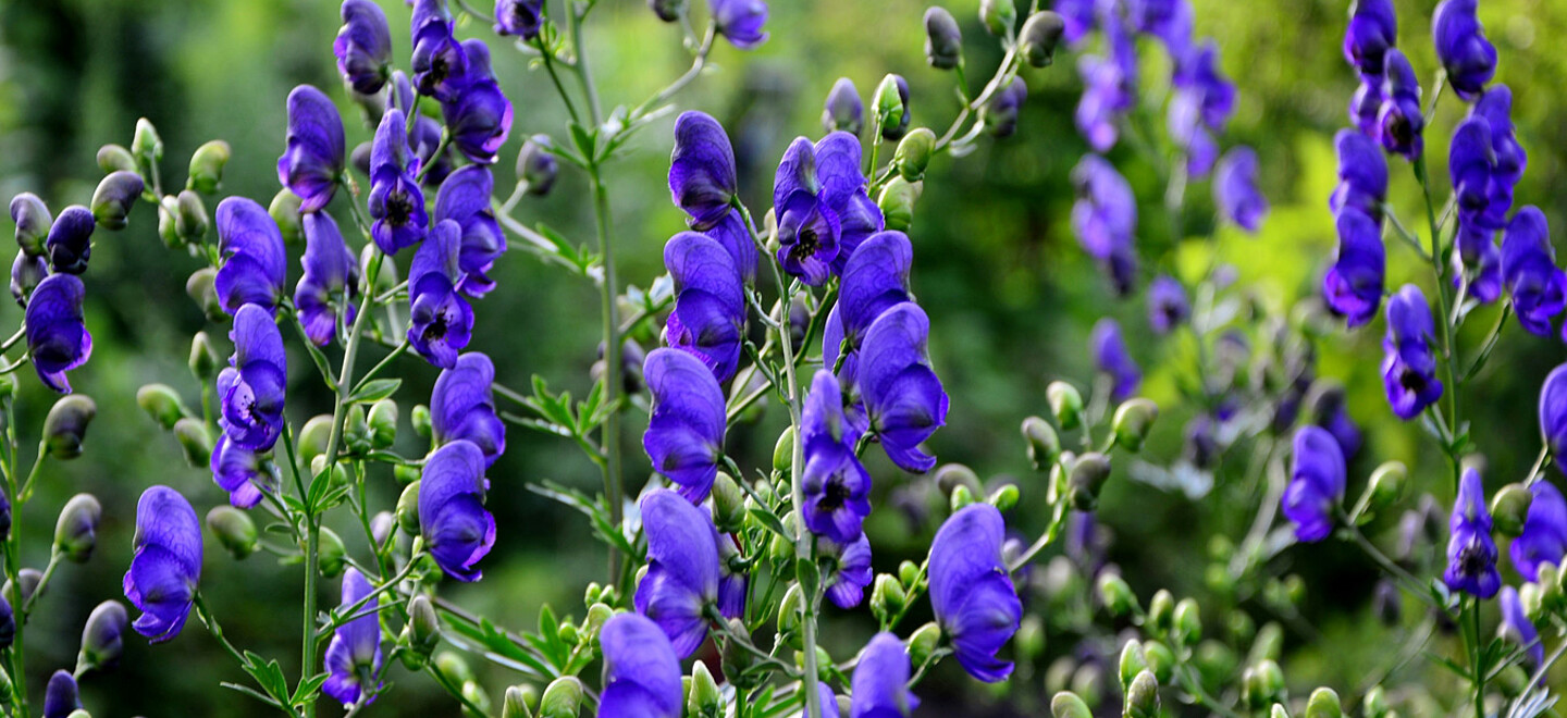 Blauer Eisenhut im Garten