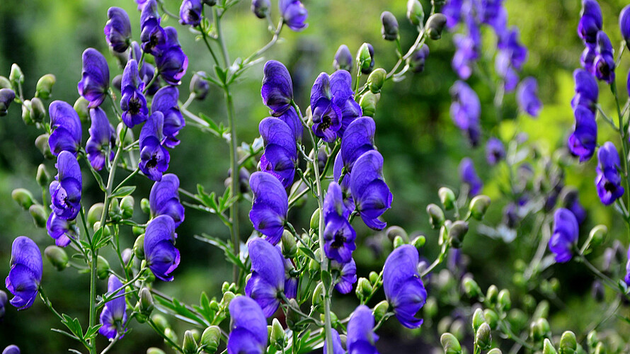 Blauer Eisenhut im Garten