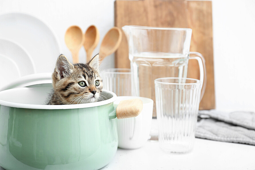 Ein Katzenbabysitzt in einem Topf in der Küche.