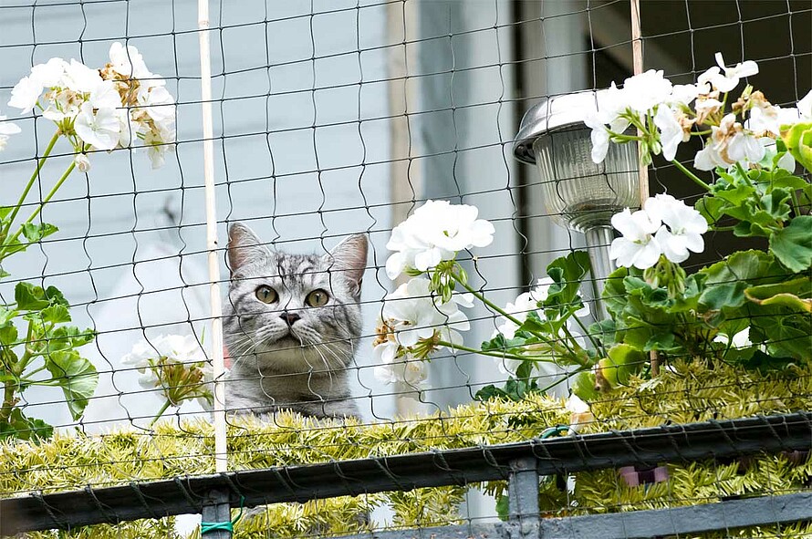 Eine braun gemusEine braun gemusterte Katze sitzt auf einem Balkongeländer. Um den Balkon ist ein Katzenschutznetz gespannt. Im Vordergrund sind Blumentöpfe zu erkennen.terte Katze sitzt auf einem Balkongeläender aus Holz. Um den Balkon ist ein weißes Katzenschutznetz gespannt. Im Hintergrund sind unscharf in der Unschärfe Bäume und Blumentöpfe zu erkennen.