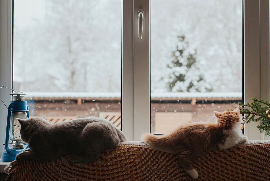 Zwei Katzen liegen vor einem Fenster im warmen Wohnraum. Draußen sind Dach und Bäume mit Schnee bedeckt.