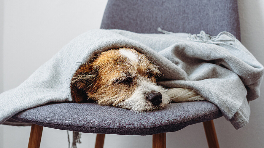 Hund liegt auf einem Stuhl unter einer Decke und schaut schläft.