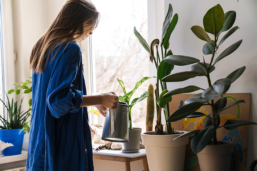 Eine Frau gießt mit einer Gießkanne ihre Topfpflanzen auf der Fensterbank