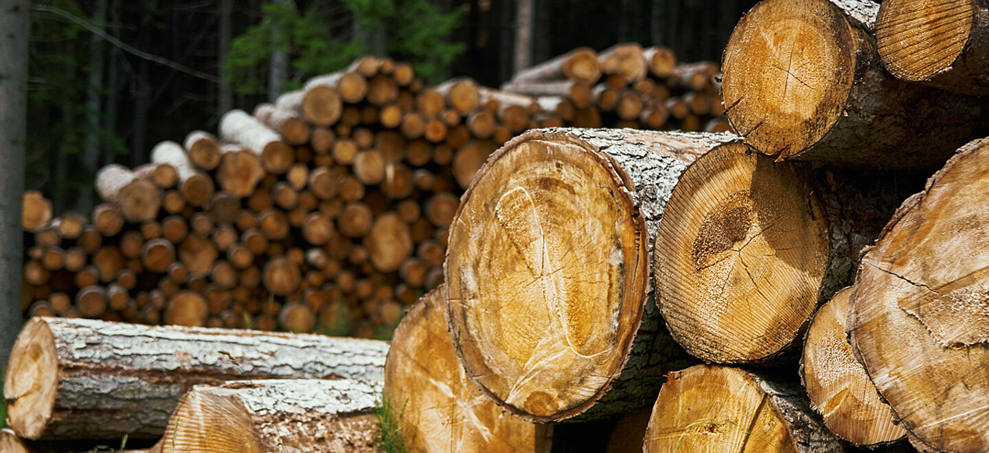 Close-up eines Holzstapels im Wald.