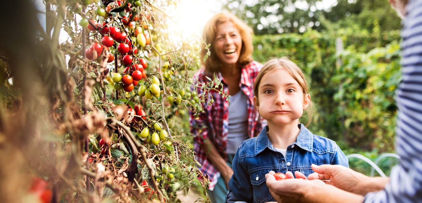 Frau, Mann und Kind stehen lachend im Garten vor einem Tomatenstrauch. Im Zentrum das Kind mit zwei kleinen Tomaten im Mund.