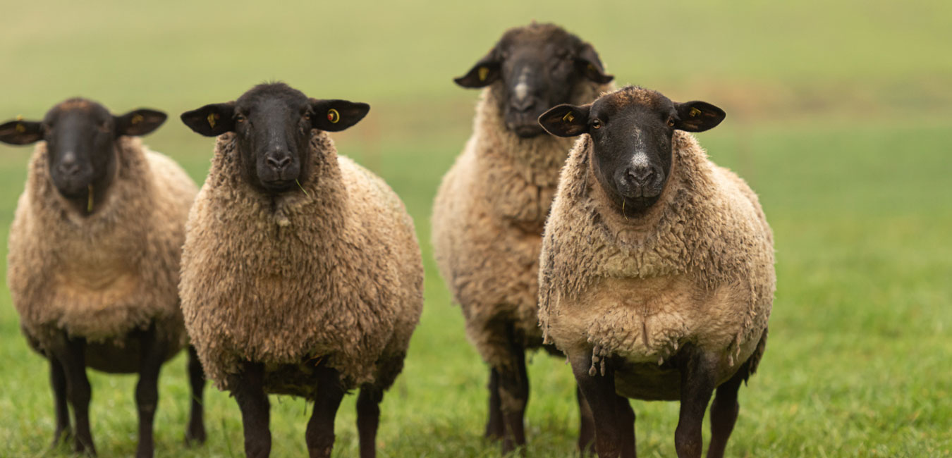 Vier Schafe