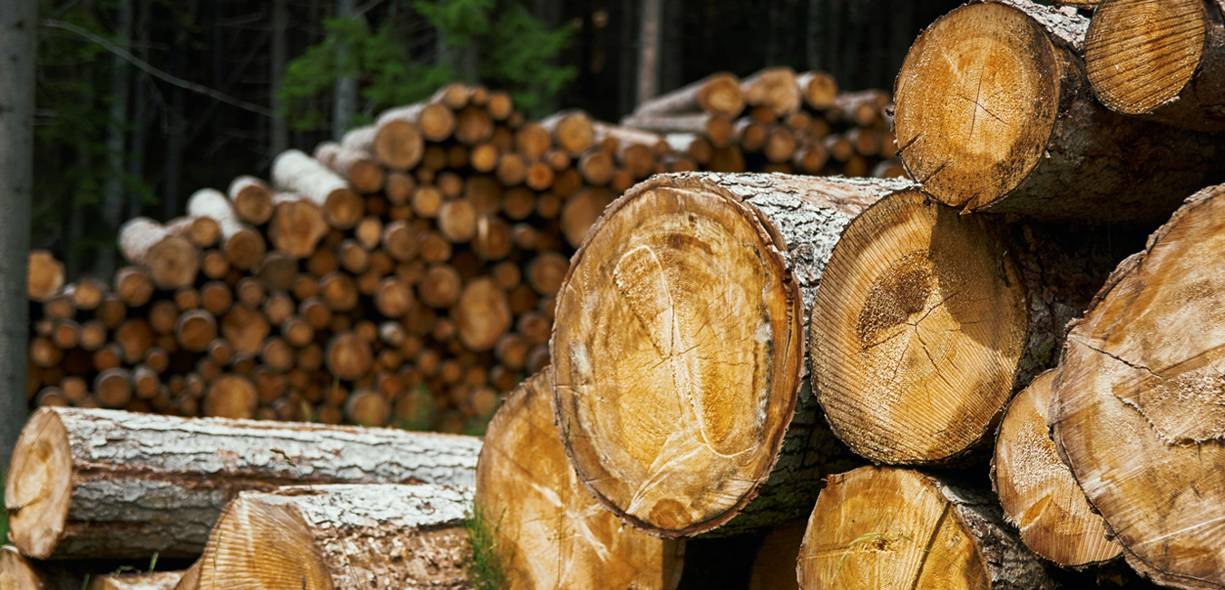 Close-up eines Holzstapels im Wald.