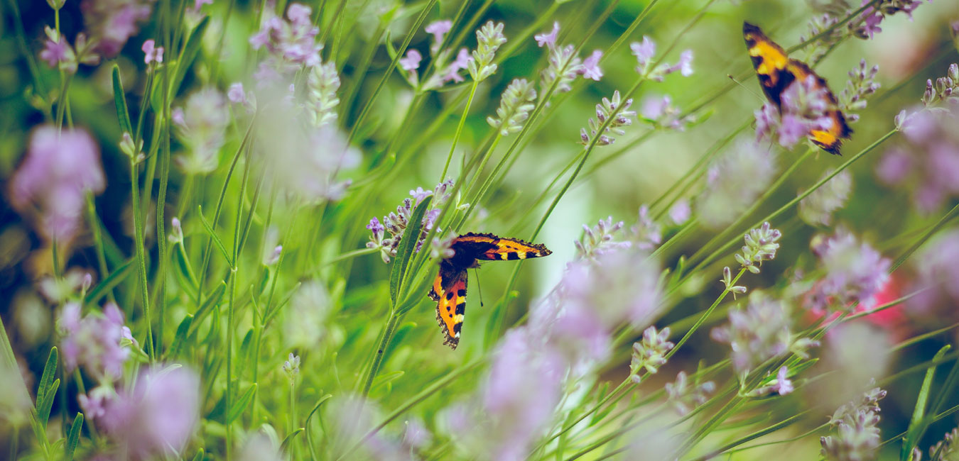 Schmetterlinge sitzen auf Blüten.