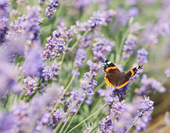 Ein Schmetterling sitzt auf einer Lavendelblüte.