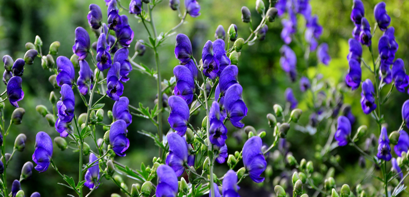 Blauer Eisenhut im Garten