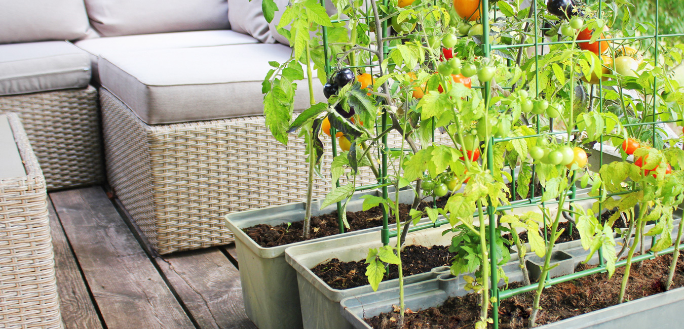 Tomatenpflanzen wachsen auf einem Balkon in die Höhe. Die Sonne scheint und die ersten roten Früchte sind erntereif.