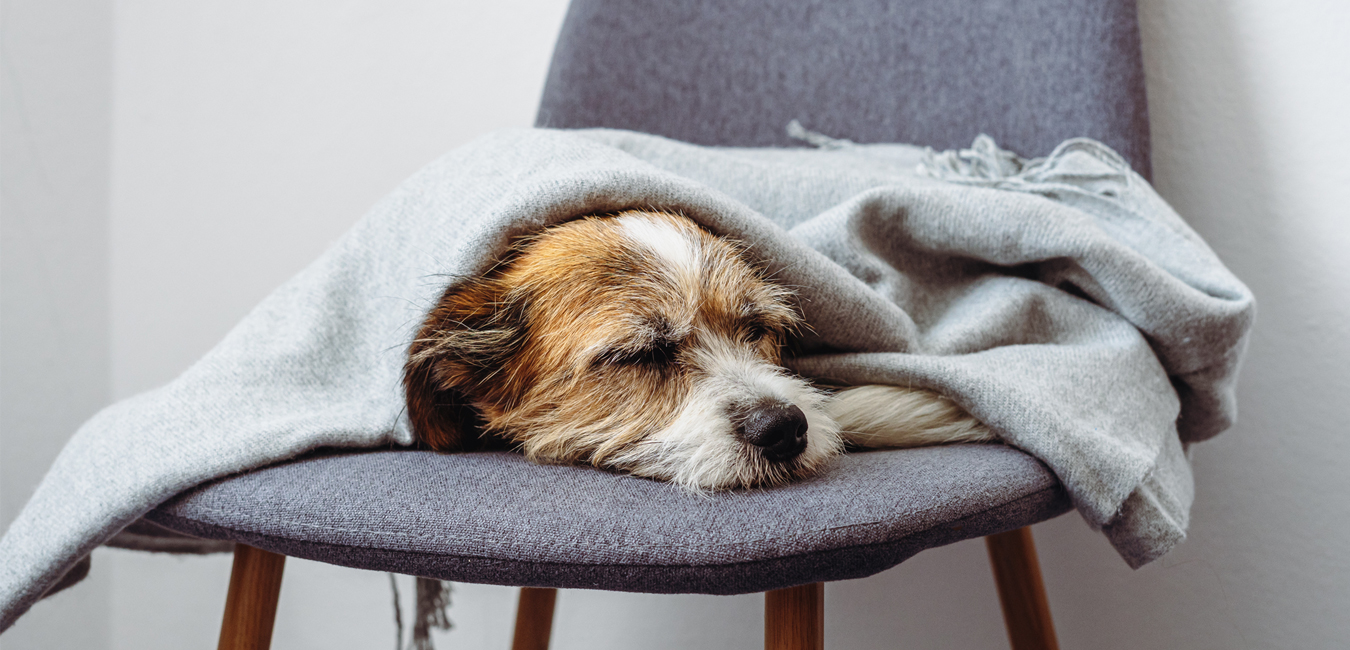 Hund liegt auf einem Stuhl unter einer Decke und schaut schläft.