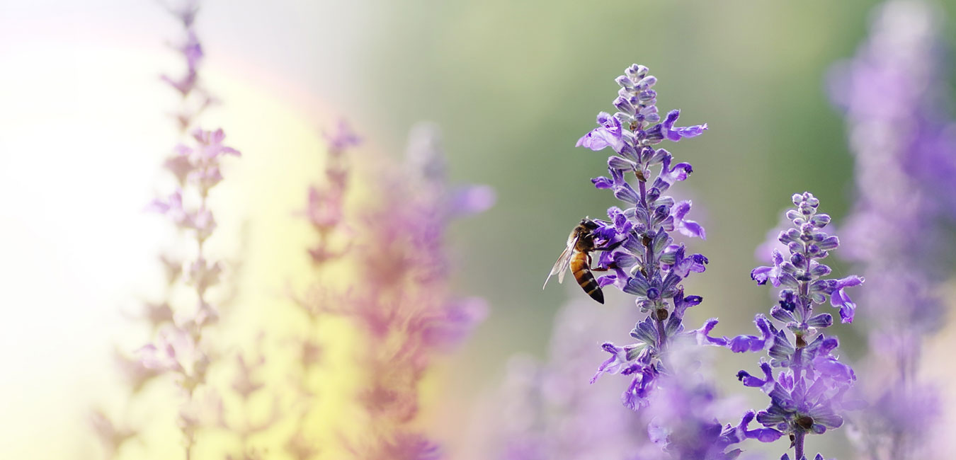 Eine Biene saugt Nektar aus dem Stempel einer Lavendelblüte.