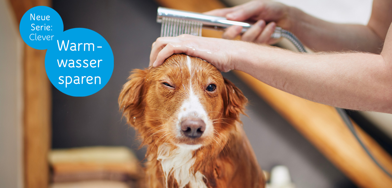 Der Golden Retriever wurde gebadet.