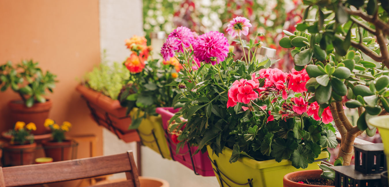 Blumen und Pflanzen auf einem Balkon