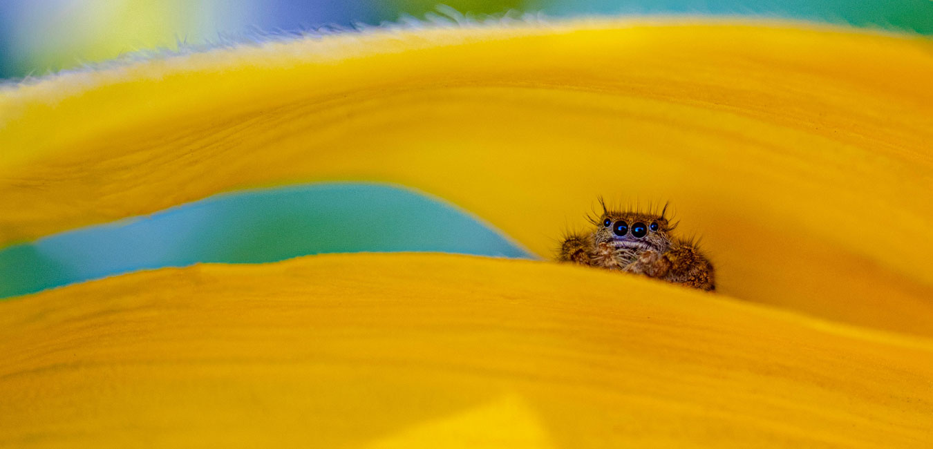 Bild zeigt Phidippus ist eine Gattung aus der Familie Salticidae (Springspinnen).