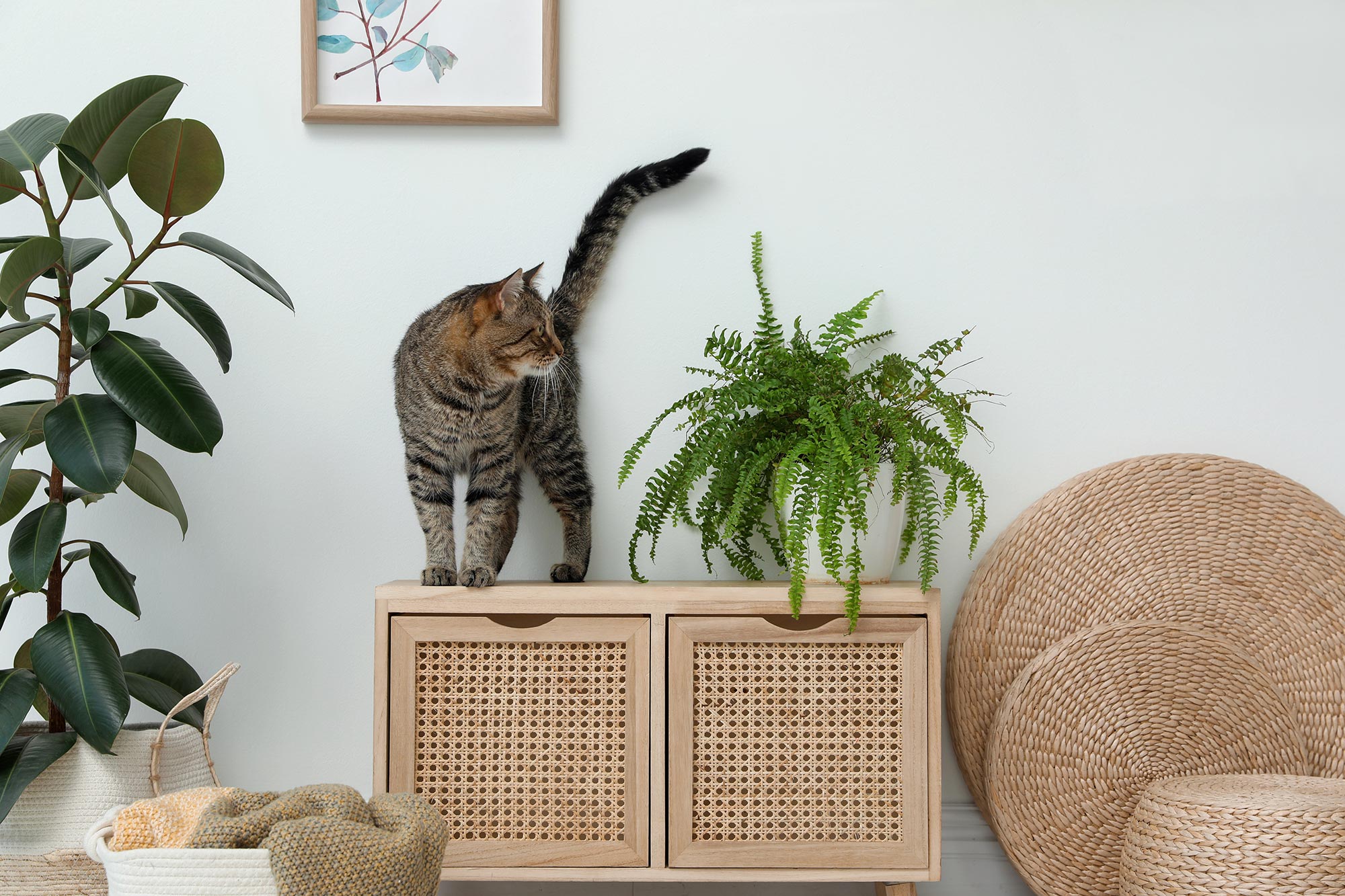Eine Katze steht in einer Wohnung auf einem Schrank und schaut auf eine Pflanze rechts neben ihr.